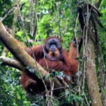 Data Terbaru Ungkap Ancaman Kepunahan Populasi Orangutan di Sumatra