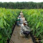 Bakrie Sumatera (UNSP) Terbitkan 14,50 Miliar Saham Baru, Simak Rinciannya