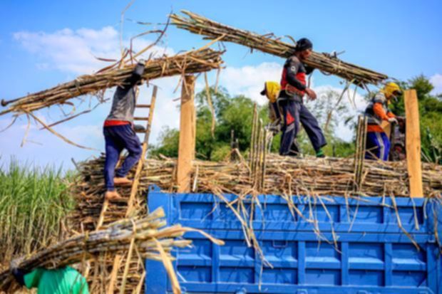 Pemerintah Wajibkan Industri Gula Miliki Kebun Tebu Sendiri