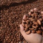 harga-kakao-naik-tajam,-kemendag-sebut-ini-efek-el-nino