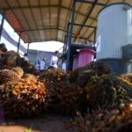 Produksi Sawit RI Terancam Susut 3 Juta Ton, Harga Berpotensi Naik