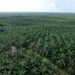 Eagle High (BWPT) Lepas 402,92 Juta Saham Hasil Buyback Saat Menguat
