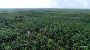 Felda Kuasai 37% Saham BWPT, Potensi Penjualan Saham Tekan Harga