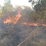 Kebakaran di Taman Nasional Way Kambas, pemadaman terkendala akses kendaraan