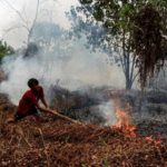 Kementerian Kehutanan Sanksi 6 Perusahaan Akibat Kebakaran 1.511 Hektare Lahan