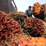 Kinerja Emiten CPO Positif, Simak Rekomendasi Saham Pilihan Analis