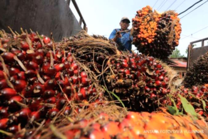 Kinerja Emiten CPO Positif, Simak Rekomendasi Saham Pilihan Analis