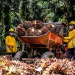 Astra Agro Lestari Tebar Dividen Interim Rp 233 per Saham