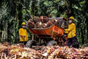 Astra Agro Lestari Tebar Dividen Interim Rp 233 per Saham