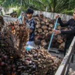 Harga Referensi CPO Naik 1,1% Jadi US$ 838 per Ton