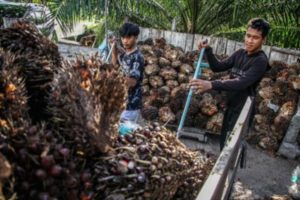Harga Referensi CPO Naik 1,1% Jadi US$ 838 per Ton