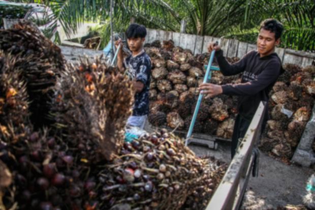 Harga Referensi CPO Naik 1,1% Jadi US$ 838 per Ton