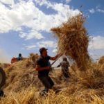 Harga Gandum dan Gula Naik, Simak Dampaknya bagi Saham Konsumer
