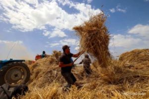 Harga Gandum dan Gula Naik, Simak Dampaknya bagi Saham Konsumer
