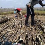 Aman Agrindo (GULA) Perkuat Manufaktur demi Kembangkan Bisnis Terintegrasi
