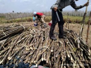 Aman Agrindo (GULA) Perkuat Manufaktur demi Kembangkan Bisnis Terintegrasi