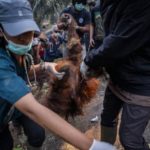 17 Ribu Titik Panas Ancam Habitat Orangutan di Kalimantan