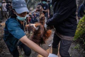 17 Ribu Titik Panas Ancam Habitat Orangutan di Kalimantan