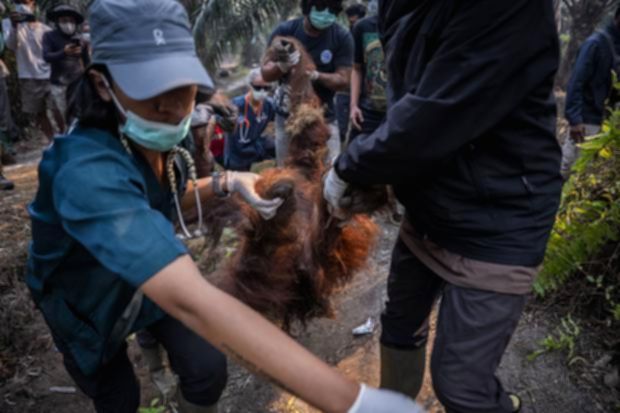 17 Ribu Titik Panas Ancam Habitat Orangutan di Kalimantan