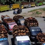Harga CPO Melonjak, Simak Rekomendasi Saham Emiten Sawit Pilihan Analis