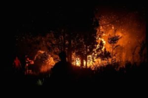 Walhi Sorot Risiko Inpres Larangan Bakar Hutan bagi Masyarakat