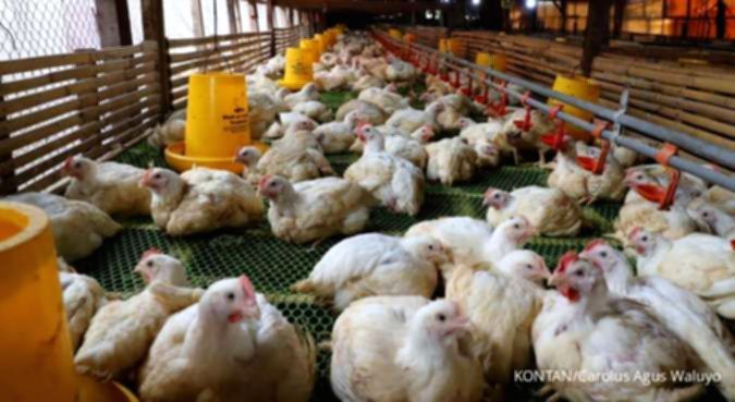 Harga Ayam dan DOC Melonjak, Prospek Emiten Poultry Kian Menguat
