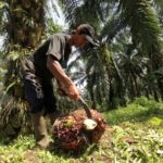 Harga CPO Berpotensi Terus Meningkat Hingga Akhir Tahun, Cermati Pemicunya