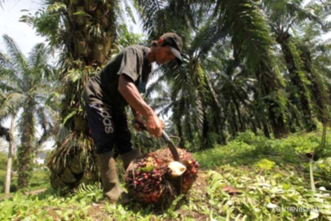 Harga CPO Berpotensi Terus Meningkat Hingga Akhir Tahun, Cermati Pemicunya