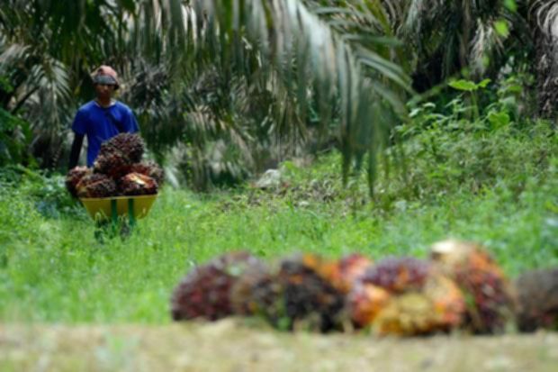 Petani Sawit Terjepit Konflik Legalitas Lahan dan Aturan Tata Niaga