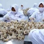 Abadi Lestari (RLCO) Perluas Pasar Domestik Produk Sarang Burung Walet