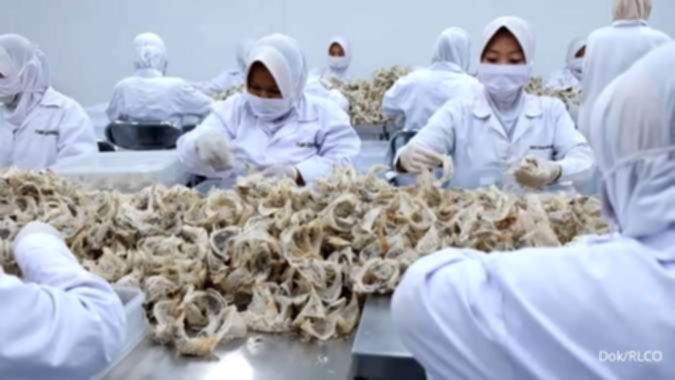 Abadi Lestari (RLCO) Perluas Pasar Domestik Produk Sarang Burung Walet